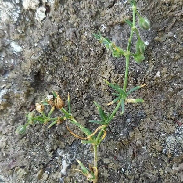 Spergularia rubra Rhisgl