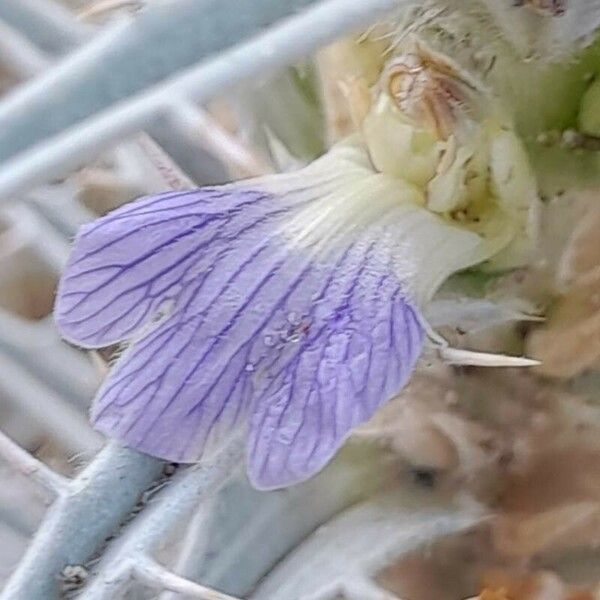 Blepharis ciliaris Flor
