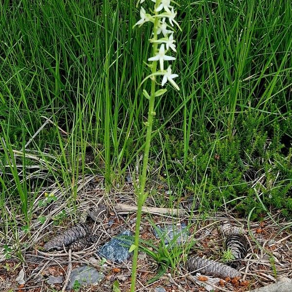 Platanthera bifolia Хабит