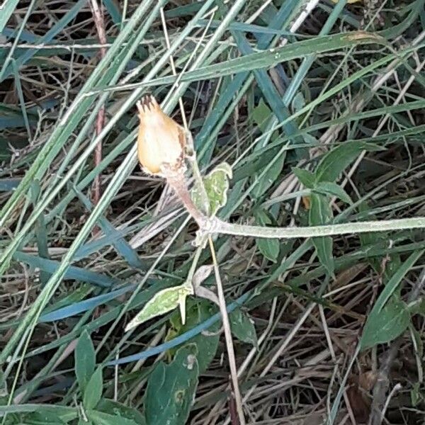 Silene noctiflora Плід