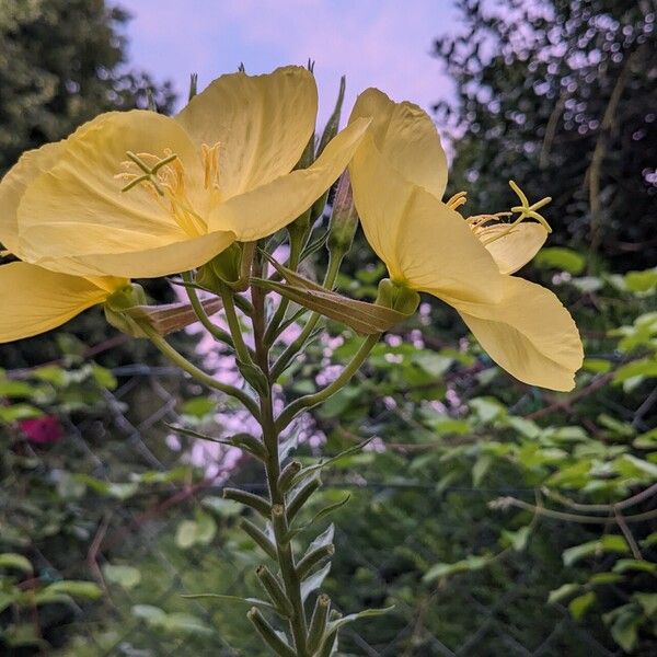 Oenothera glazioviana Flor