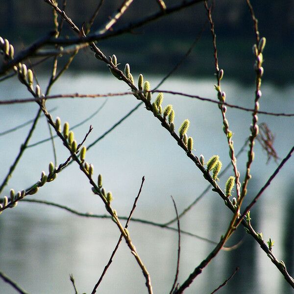 Salix daphnoides Flower