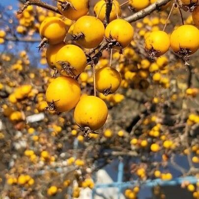 Malus sylvestris Fruit