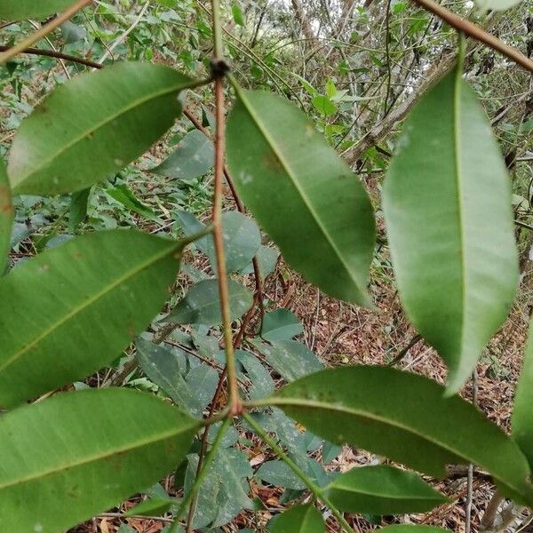 Syzygium guineense 葉