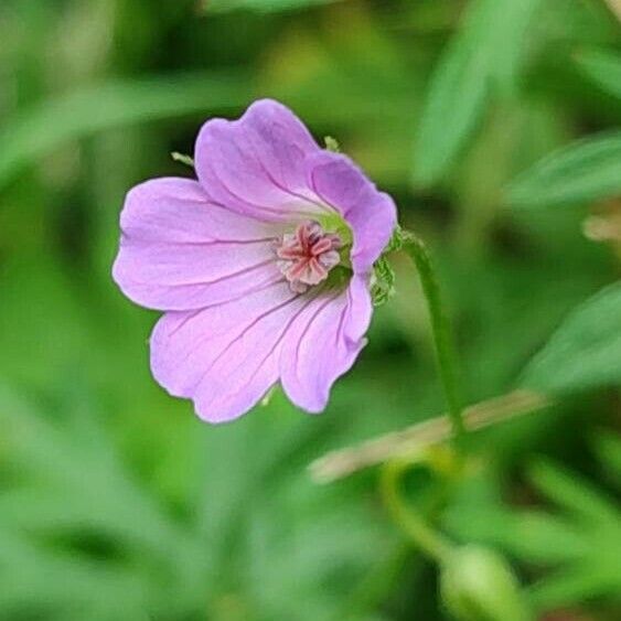 Geranium columbinum Kukka