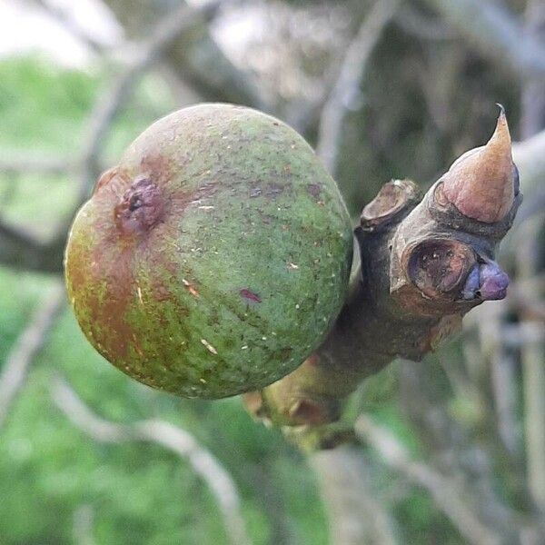 Ficus carica फल