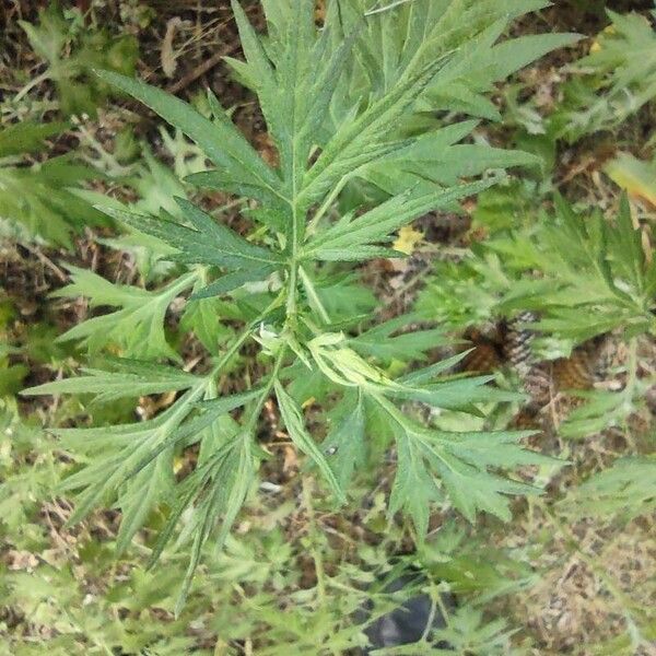 Artemisia vulgaris 葉