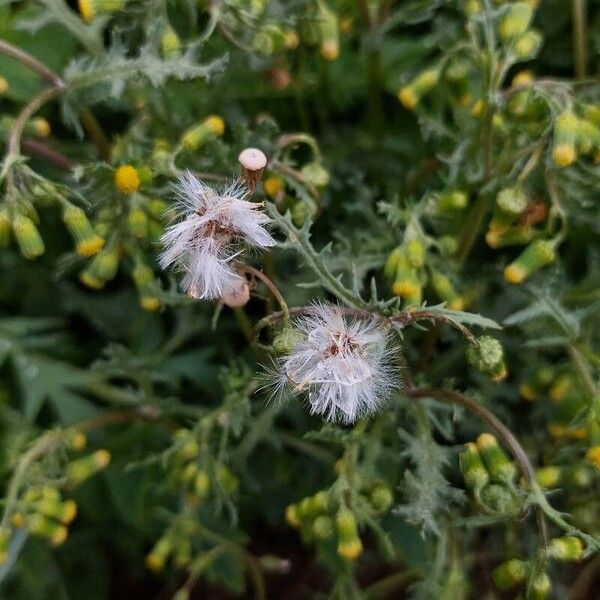 Senecio vulgaris Фрукт