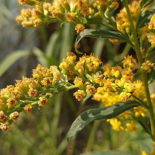 Solidago gigantea Цвят