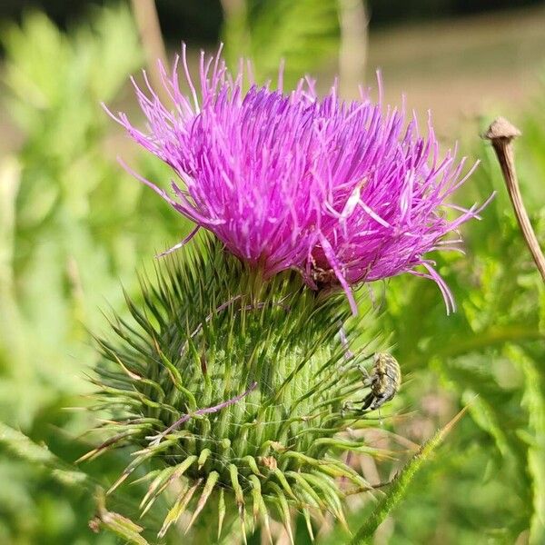 Cirsium ferox 花