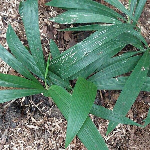 Setaria palmifolia Blad