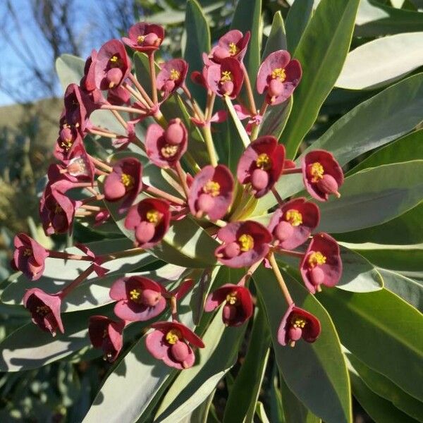 Euphorbia atropurpurea Blomst