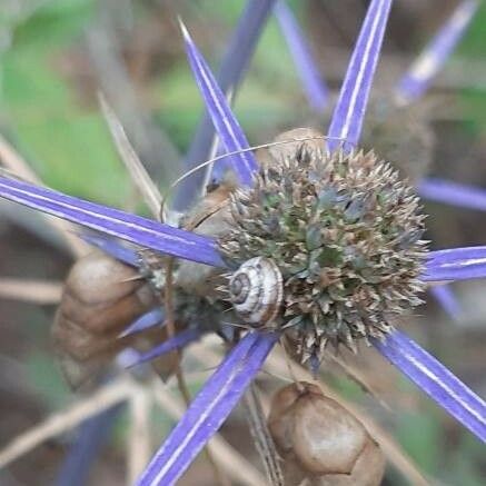 Eryngium bourgatii Fleur