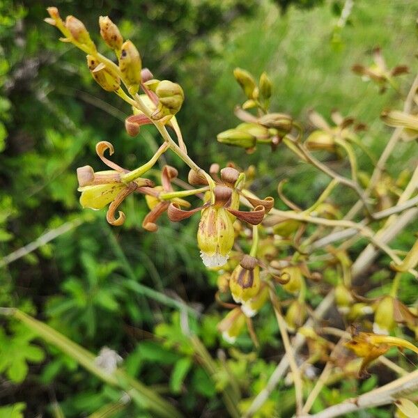 Eulophia petersii Flor