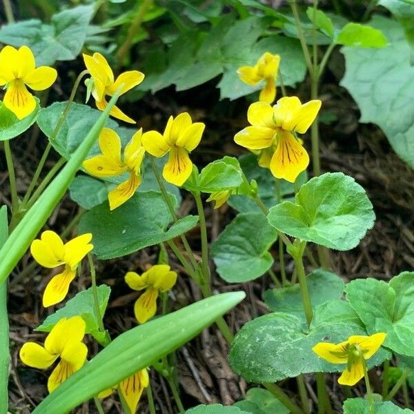 Viola biflora Habit