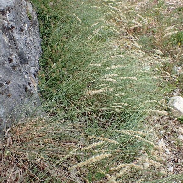 Melica ciliata Συνήθη χαρακτηριστικά