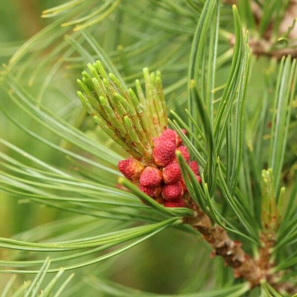Pinus pumila Цвят