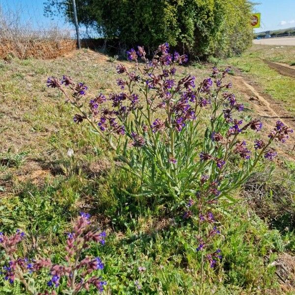 Anchusa undulata Характер