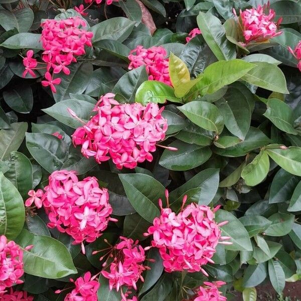 Ixora chinensis Лист