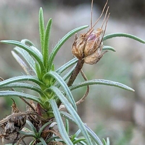 Plantago sempervirens Fruit