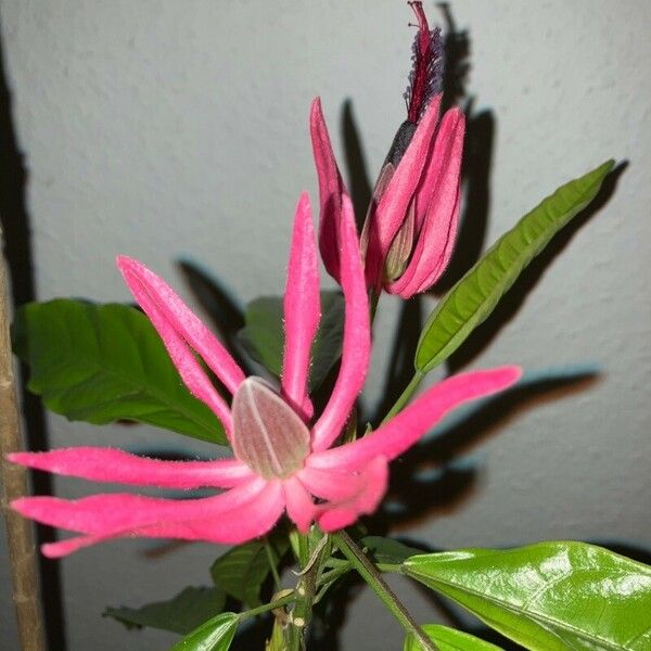 Pavonia multiflora Fleur