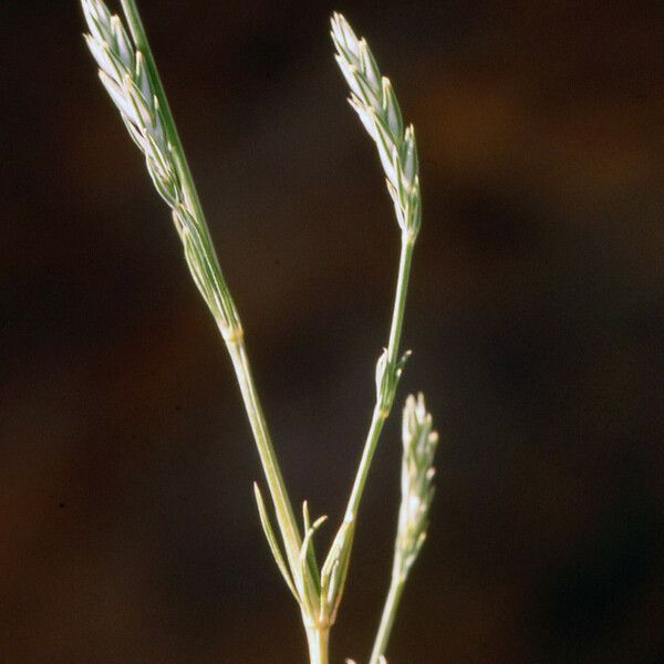 Crucianella angustifolia অভ্যাস
