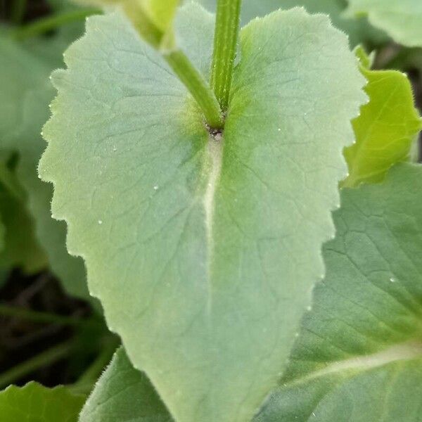 Doronicum columnae Leaf