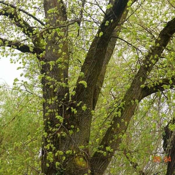 Ulmus glabra Kaarna