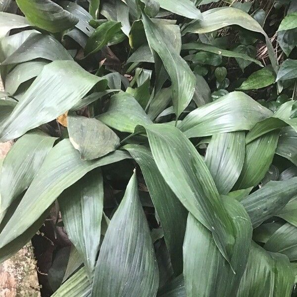 Aspidistra elatior 葉