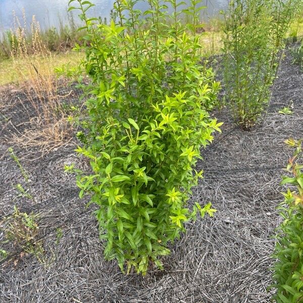 Solidago odora List