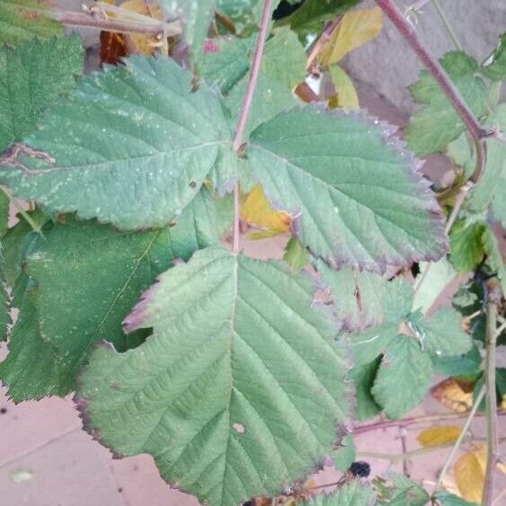 Rubus ulmifolius Lehti