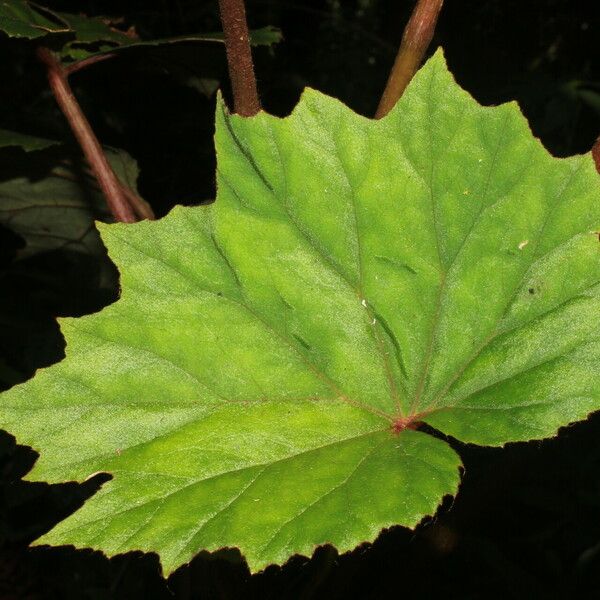Begonia sericoneura List