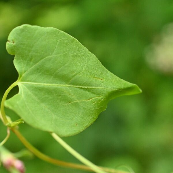 Fallopia convolvulus Levél