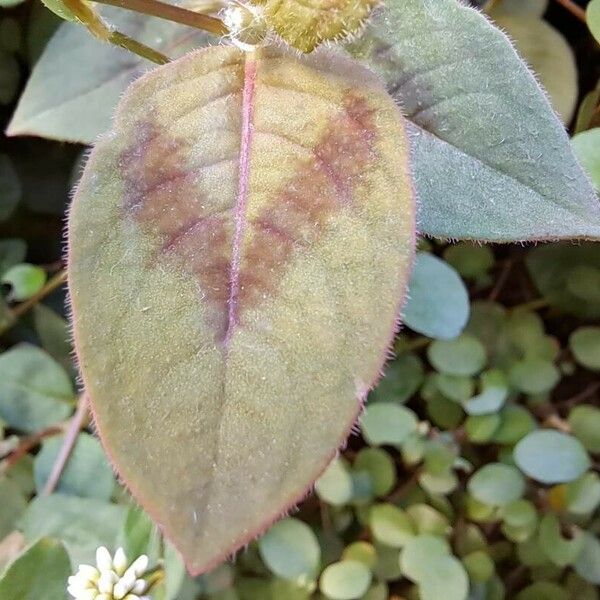 Persicaria capitata Leaf