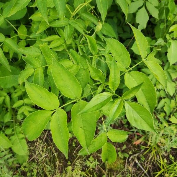 Staphylea trifolia Leaf