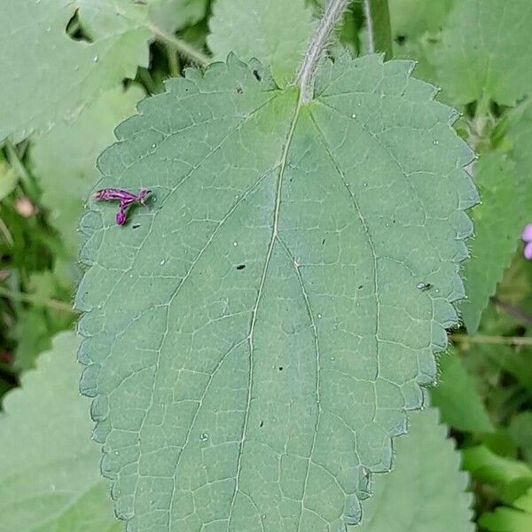 Stachys sylvatica Leaf