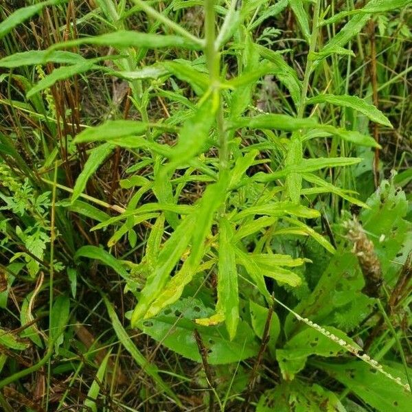 Anaphalis margaritacea Folha