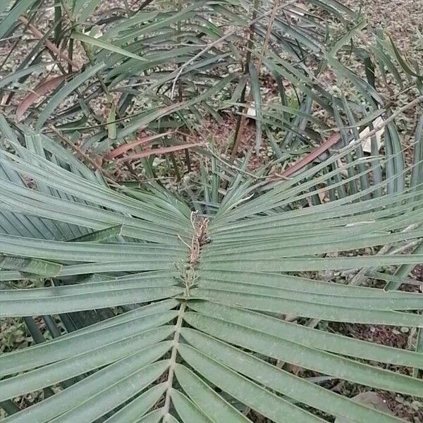 Ceratozamia mexicana पत्ता