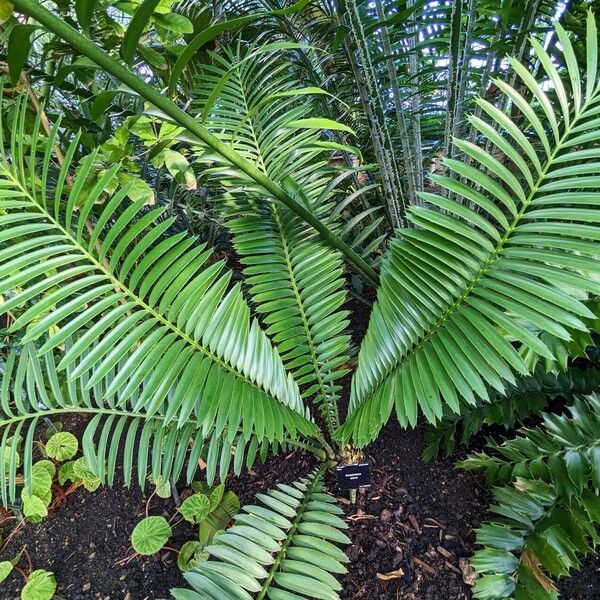 Encephalartos sclavoi Habit