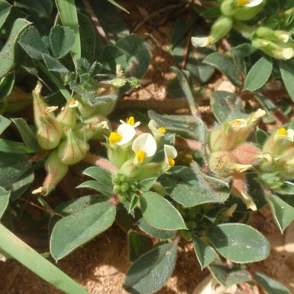 Tripodion tetraphyllum Flower