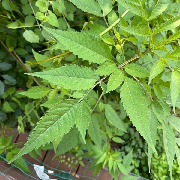 Bidens frondosa Blatt