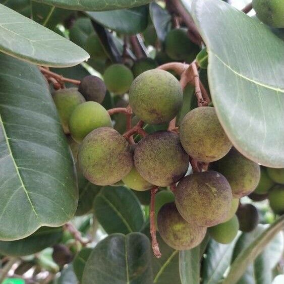 Noronhia emarginata Fruit