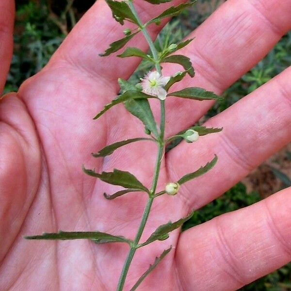 Scoparia dulcis Flower