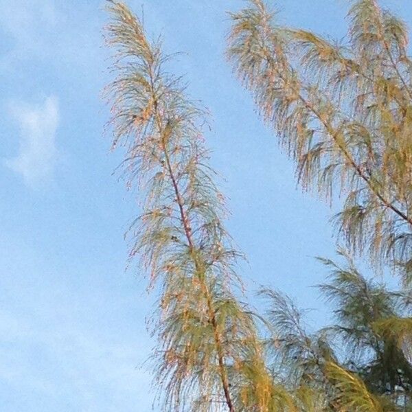 Casuarina equisetifolia Hábito