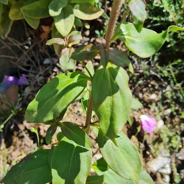 Antirrhinum latifolium Leaf