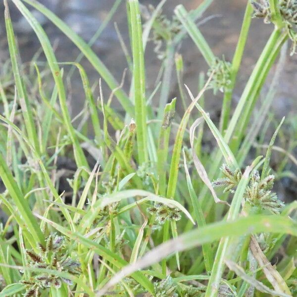 Cyperus fuscus Leaf