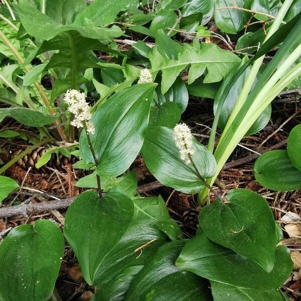 Maianthemum canadense Blüte