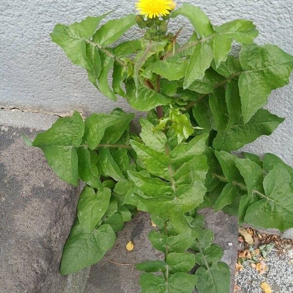 Sonchus oleraceus Habit