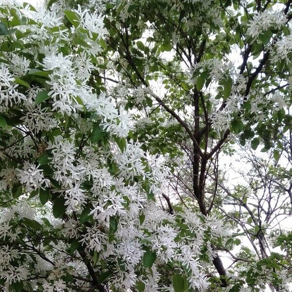 Chionanthus retusus Flower