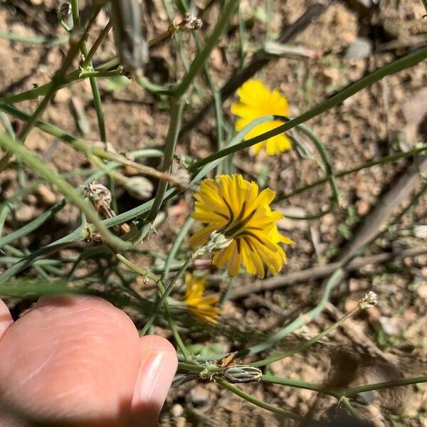 Launaea nudicaulis Blüte